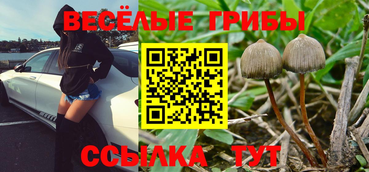 Галлюциногенные грибы Psilocybine cubensis Лесной